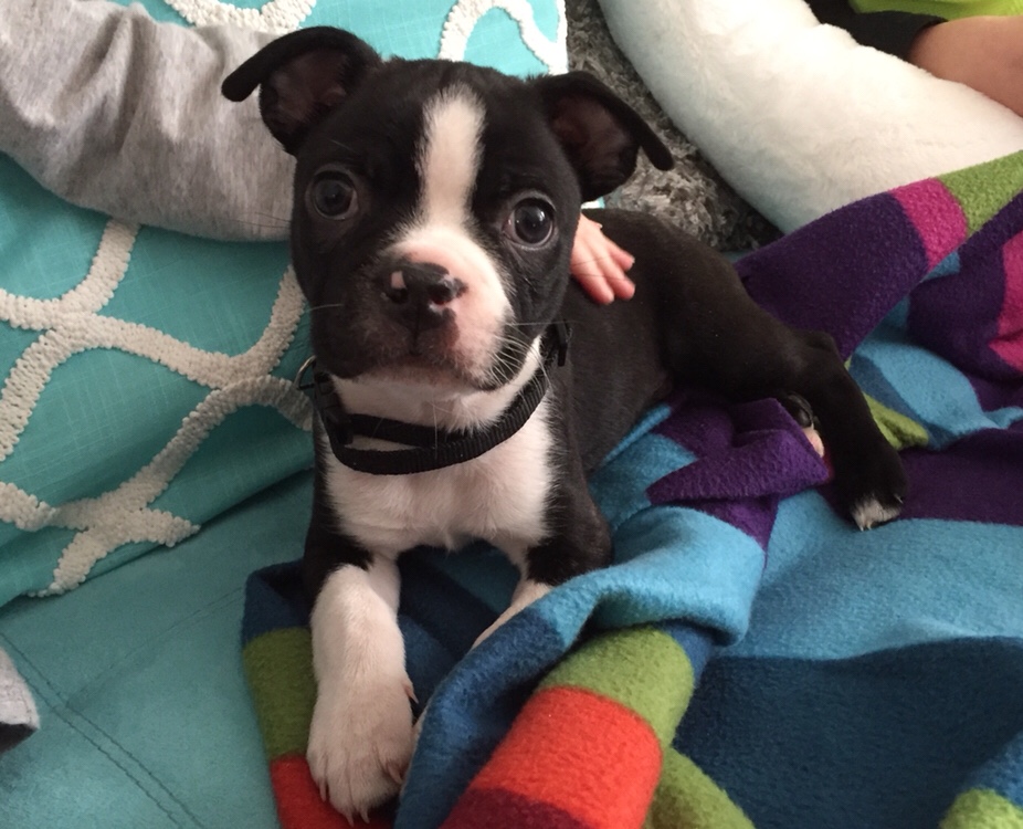 Bowzer the Boston Terrier Puppy