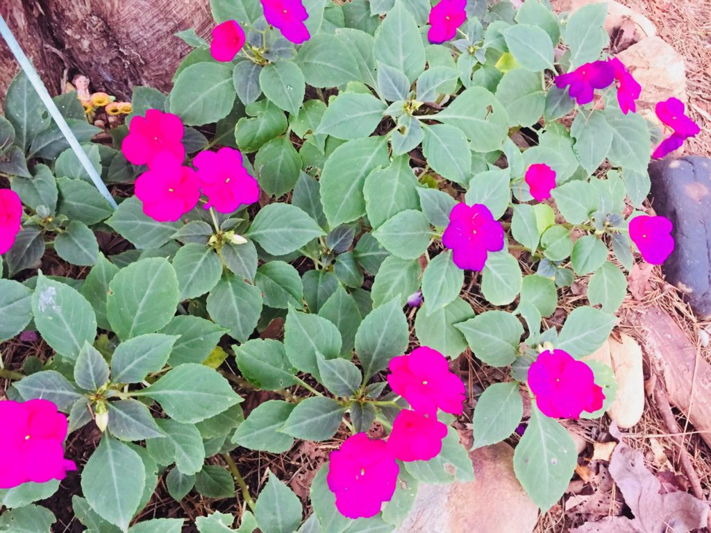 Fairy Garden Flowers