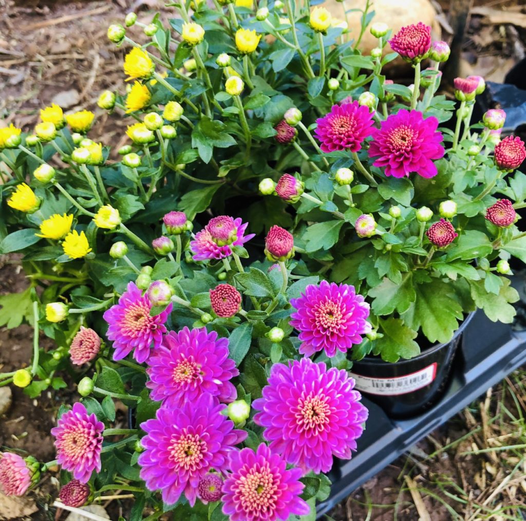 Spooky Fall Fairy Garden Flowers